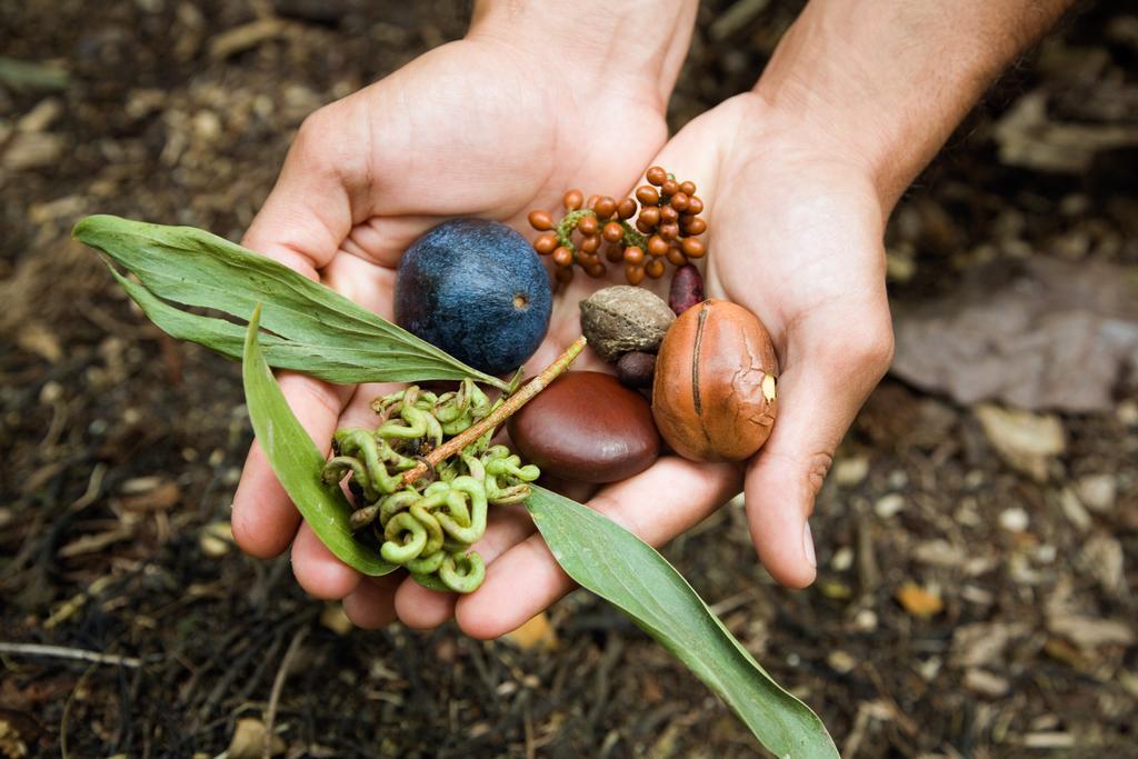 Daintree Ecolodge מראה חיצוני תמונה