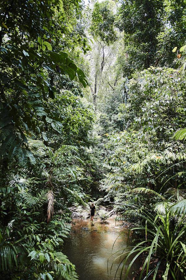 Daintree Ecolodge מראה חיצוני תמונה