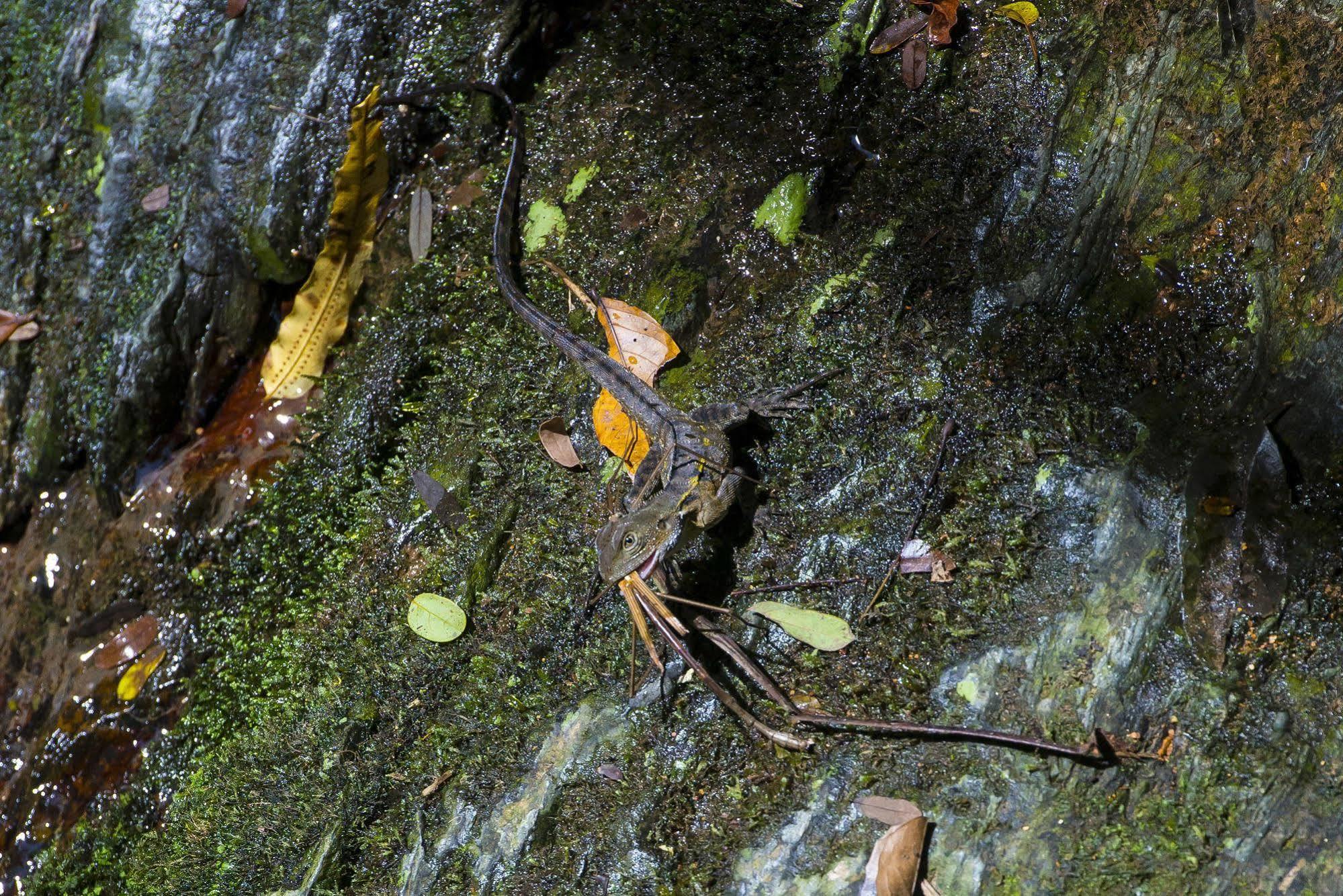 Daintree Ecolodge מראה חיצוני תמונה
